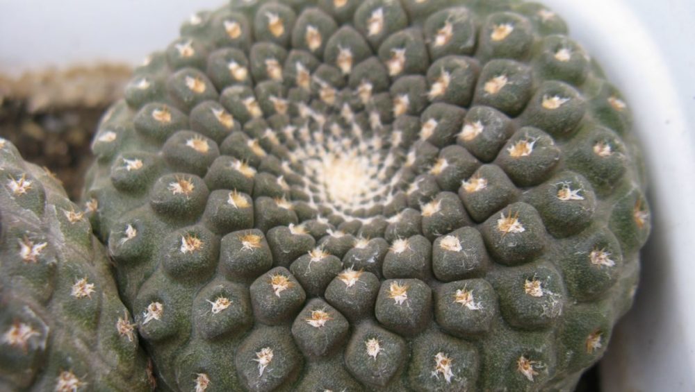 Thelocephala pajonalensis CH1509 насіння