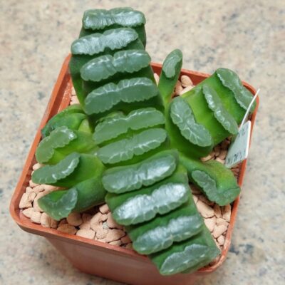 850 Haworthia truncata   весь горщик вік 6 років