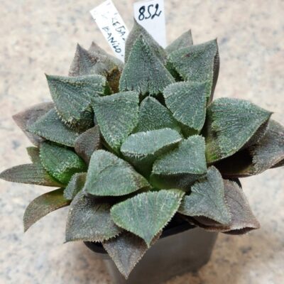 852 Haworthia 'Kegazato' x picta x 'Danilo' вік 6 років , весь горщик