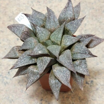 853 Haworthia esterhuisenii hybrid , сіянець , вік 6 років