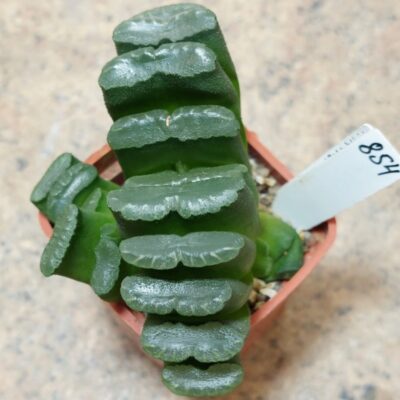 854 Haworthia truncata   весь горщик вік 6 років