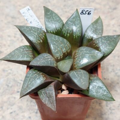856 Haworthia comptoniana VVG4 сіянець , вік 6 років