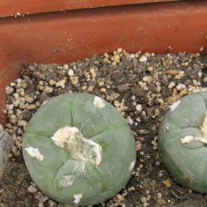Lophophora alberto-vojtechii VM867 насіння