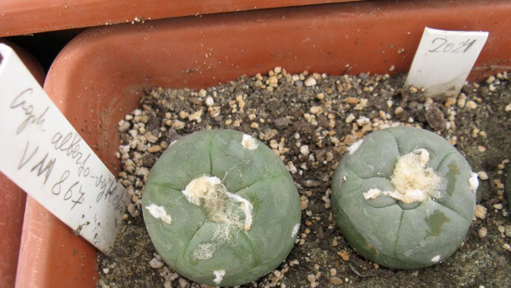 Lophophora alberto-vojtechii VM867 насіння