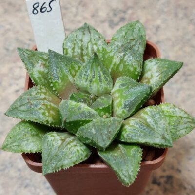 865 Haworthia picta x 'Kegazato' hybrid F2