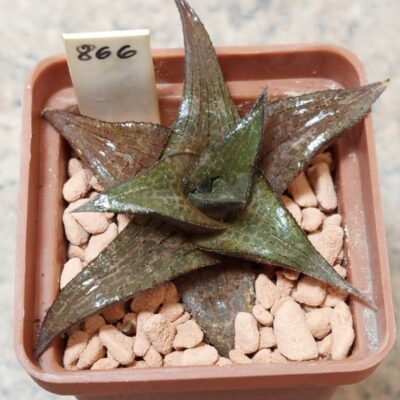 866 Haworthia tesselata x coriacea