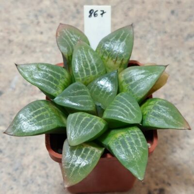 867 Haworthia comptoniana x retusa