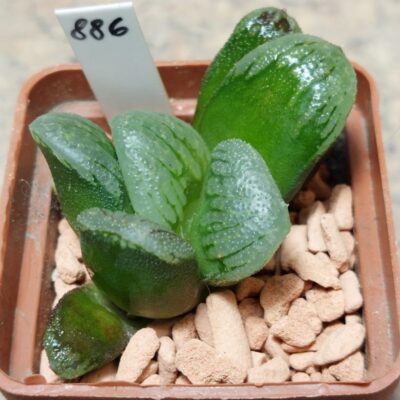 886 Haworthia comptoniana x truncata   F2 вік 6 років , сіянець