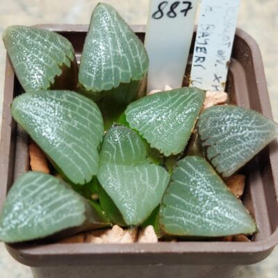 887 Haworthia bayeri hybrid F2 , вік 6 років, сіянець