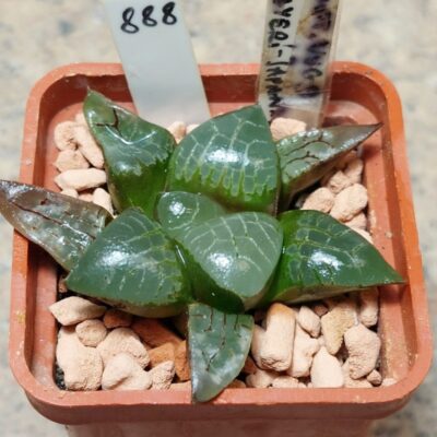 888 Haworthia comptoniana x bayeri  F2 вік 6 років , сіянець