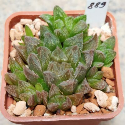 889 Haworthia 'Sugar Candy' hybrid весь горщик