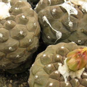 Copiapoa hypogaea FR261 насіння
