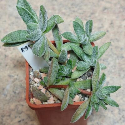 894 Crassula justi-corderoyi hybrid весь горщик
