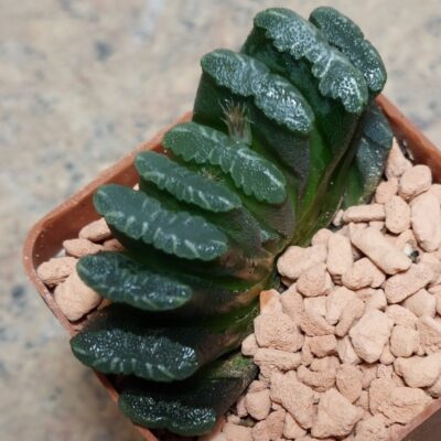 895 Haworthia truncata -Japan- вік 6 років , сіянець