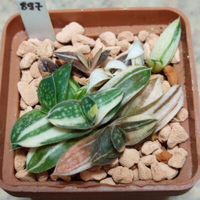 897 Gasteria maculata f. variegata , весь горщик