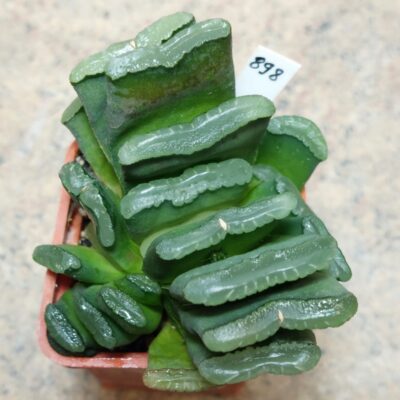 898 Haworthia truncata вік 7 років , сіянець