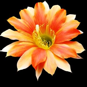 Echinopsis hybrid