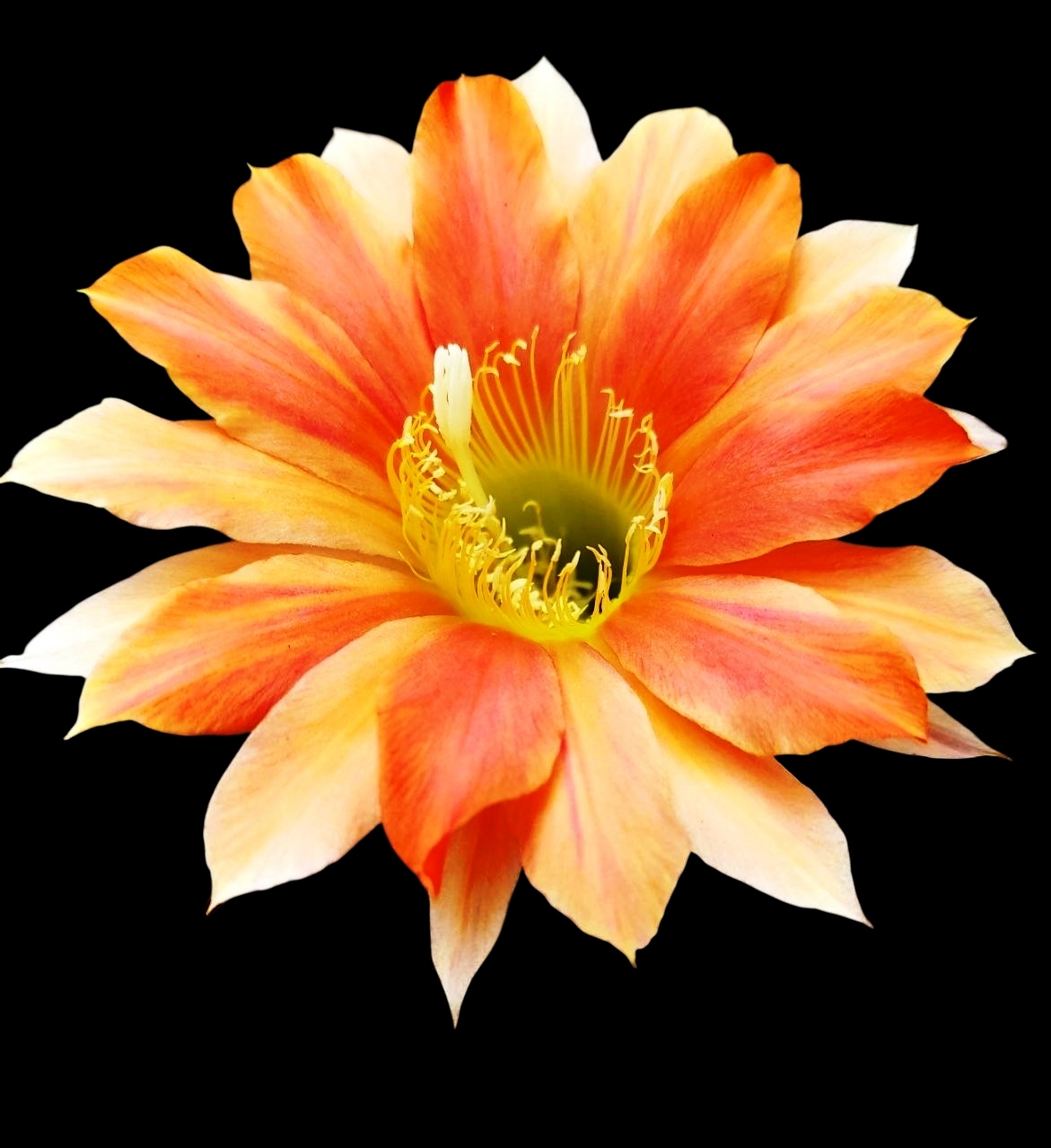 Echinopsis hybrid