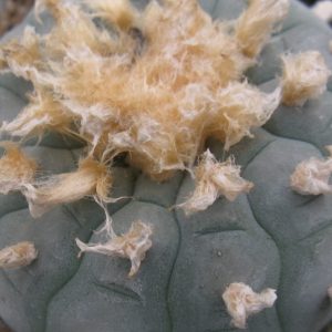 Lophophora fricii Viesca- Zapata насіння