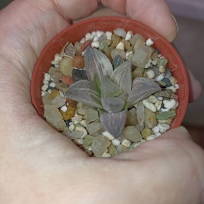 Haworthia Mutica Hybrid Variegated