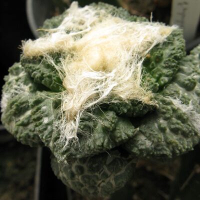 Ariocarpus fissuratus