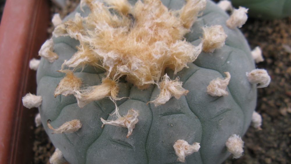Lophophora fricii Viesca- Zapata насіння