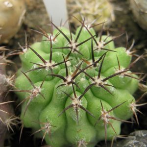 Neochilenia heinrichiana v intermedia RS2485 #2