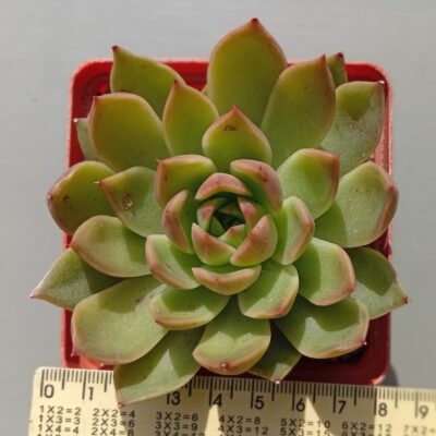 Echeveria agavoides hybr