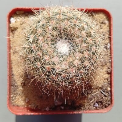 Notocactus elegans