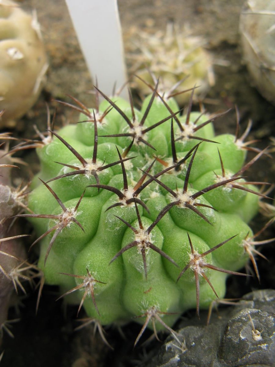 Neochilenia heinrichiana v intermedia RS2485 #2
