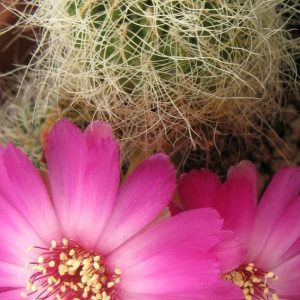 Sulcorebutia gerosenilis SE183 насіння