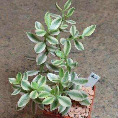 900 Crassula volkensii f.variegata