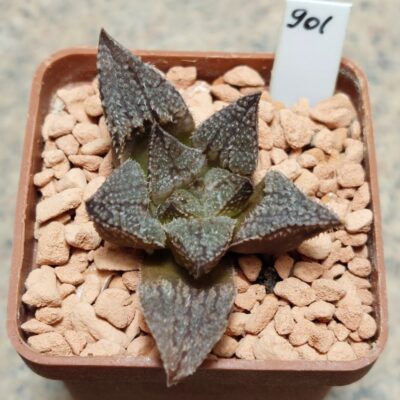 901 Haworthia splendens x 'Yulia' вік 6 років , сіянець