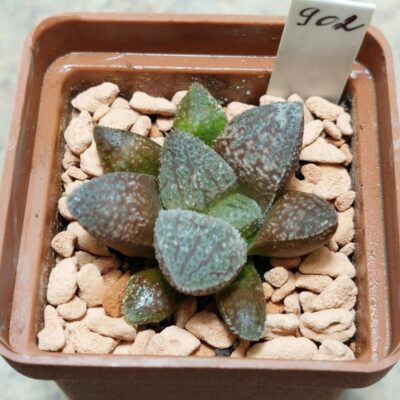 902 Haworthia picta -Japan- x 'Kegazato' F2 вік 5 років , сіянець
