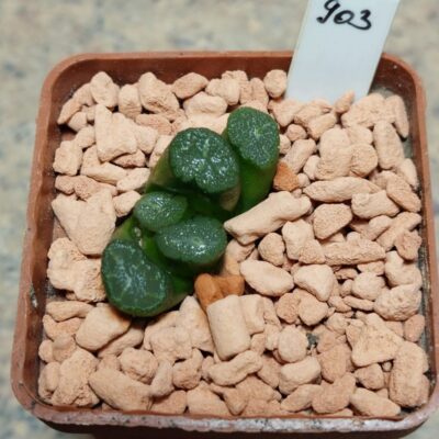 903 Haworthia maughanii - Japan-