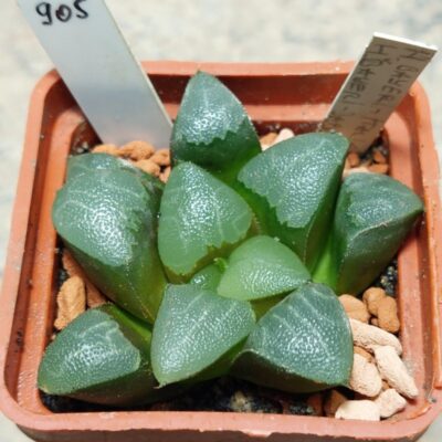 905 Haworthia bayeri -Japan-  вік 5 років , сіянець