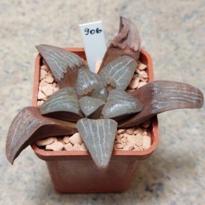 906 Haworthia bayeri x springbokvlakensis вік 6 років , сіянець