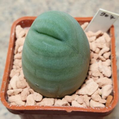 907 Trichocereus bridgesi f.monstrosa