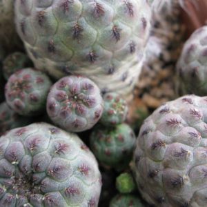 Sulcorebutia rauschii JO642 насіння