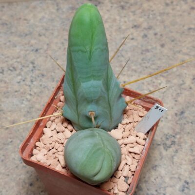 911 Trichocereus bridgesi f.monstrosa