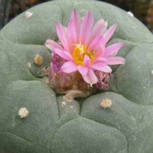 Lophophora fricii JJH9602115 Parras насіння