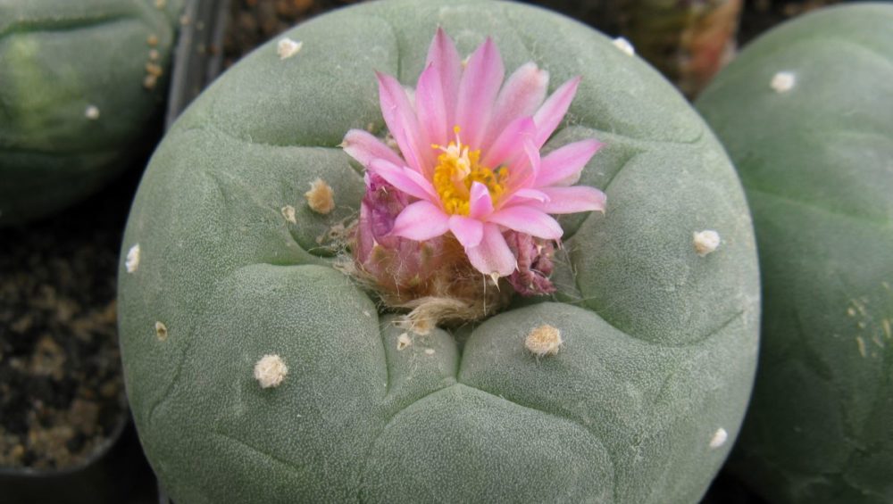 Lophophora fricii JJH9602115 Parras насіння