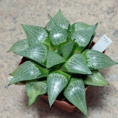 920 Haworthia comptoniana вік 8 років