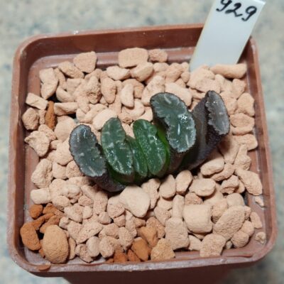 929 Haworthia truncata -Japan- сіянець , вік 5 років
