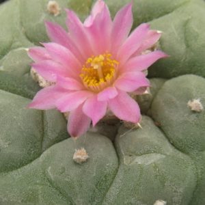 Lophophora fricii RS404A Viesca насіння