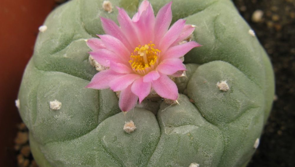 Lophophora fricii RS404A Viesca насіння