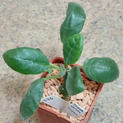 936 Dorstenia foetida  вік 6 років