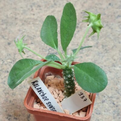 937 Dorstenia sp.Thailand вік 6 років