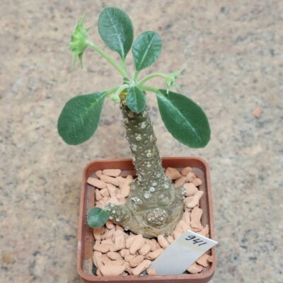 941 Dorstenia sp.Thailand вік 8 років