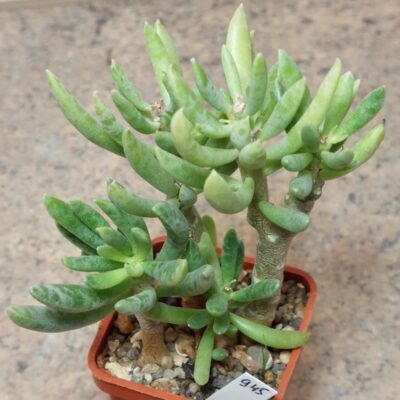 945 Adromischus umbraticola